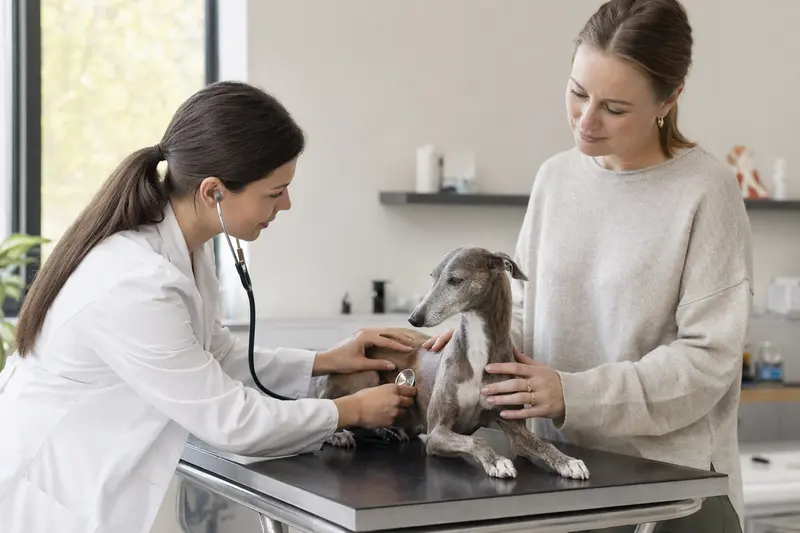 Eine Tierärztin untersucht einen ruhigen Kleinen Englischen Windhund behutsam mit dem Stethoskop, während der Besitzer in der modernen Tierarztpraxis beruhigend danebensteht.