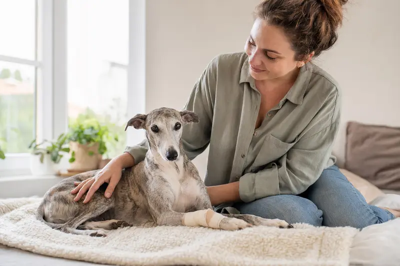 Ein kleiner Englischer Windhund liegt mit leicht verbundener Pfote ruhig auf einer Decke, während sein Besitzer erleichtert neben ihm sitzt.