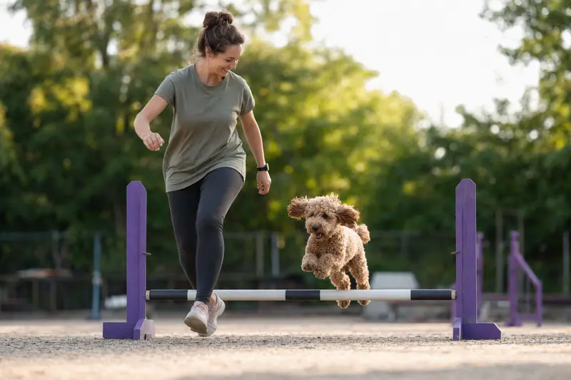Ein aktiver Kleinpudel trainiert mit seinem Besitzer auf einem Hundeplatz über eine kleine Trainingshürde.