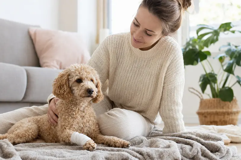 Ein beruhigter Kleinpudel mit Verband an der Pfote liegt neben seinem Besitzer in einer hellen Wohnung.
