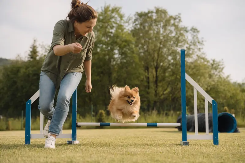 Ein aktiver Kleinspitz trainiert mit seinem Besitzer auf einem Hundeplatz an einer kleinen Trainingshürde in sonniger, sicherer Umgebung.