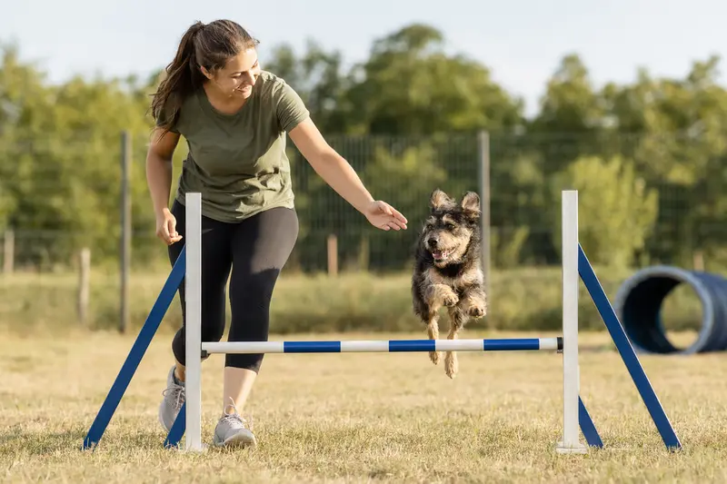 Ein aktiver Kobe-Terrier springt mit seinem Besitzer über eine kleine Trainingshürde auf dem Hundeplatz.