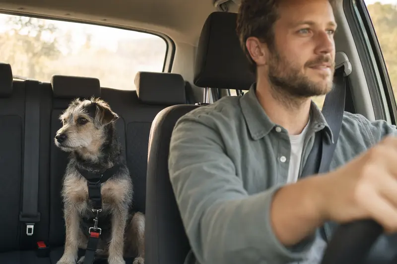 Ein Kobe-Terrier sitzt sicher angeschnallt auf der Rückbank eines Autos.