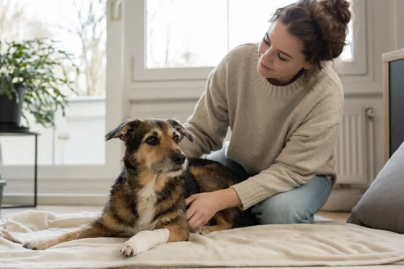 Ein entspannter Kobe-Terrier mit leichtem Verband an der Pfote liegt auf einer Decke, während sein erleichterter Besitzer ihm zur Seite sitzt.