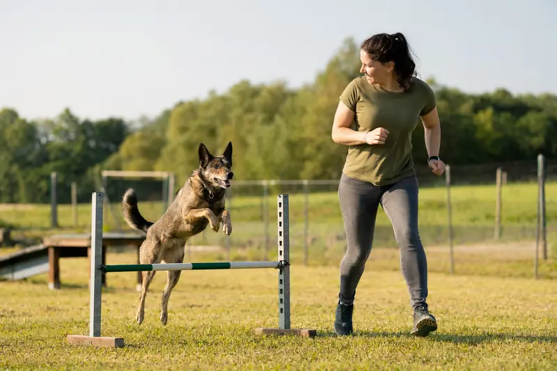 Ein aktiver Kochi-ken Hund springt mit seinem Besitzer über eine kleine Trainingshürde auf dem Hundeplatz.