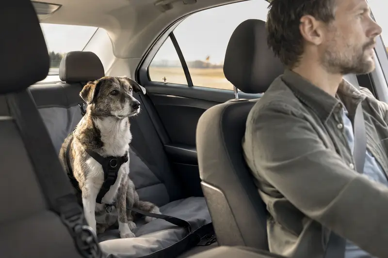 Ein Kochi-ken Hund sicher angeschnallt auf der Rückbank eines Autos, während der Besitzer fährt.