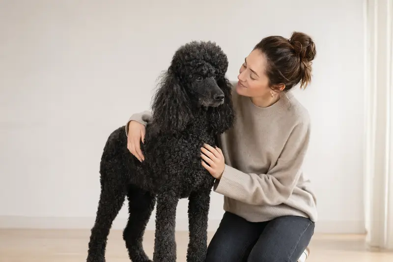 Ein aufmerksamer Königspudel steht in natürlicher Haltung vor hellem Hintergrund und wird als hochwertiges Porträt für einen Ratgeber zum Thema Hundeversicherung gezeigt.