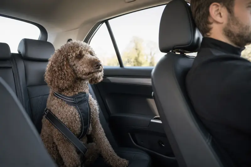 Ein sicher angeschnallter Königspudel auf der Rückbank eines Autos, während der Besitzer fährt.