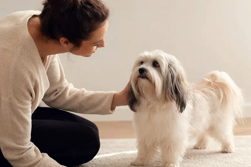 Ein aufmerksam stehender Kokoni Hund vor hellem Hintergrund als realistisches Tierportrait.