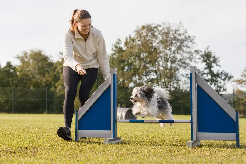 Ein Kokoni trainiert mit seinem Besitzer auf einem Hundeplatz über eine kleine Hürde und zeigt dabei Freude an Bewegung und Hundesport.