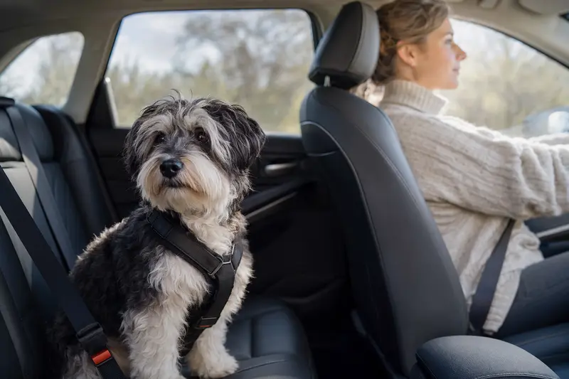 Ein sicher angeschnallter Kokoni Hund sitzt auf der Rückbank eines Autos, während das Sonnenlicht durch das Fenster strahlt.