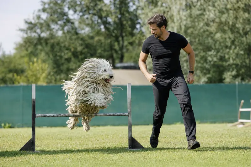 Ein Komondor Hund springt mit seinem Besitzer über eine kleine Trainingshürde auf dem Hundeplatz.