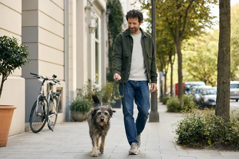 Ein Kongo-Terrier läuft an der Leine mit seinem Besitzer durch eine freundliche moderne Stadtstraße.