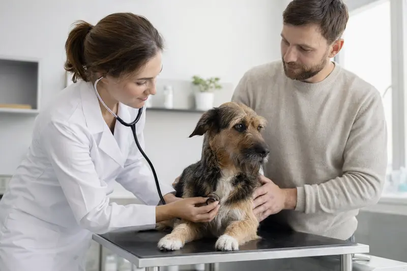 Ein Kongo-Terrier wird von einer freundlichen Tierärztin mit Stethoskop in einer modernen Tierarztpraxis untersucht.