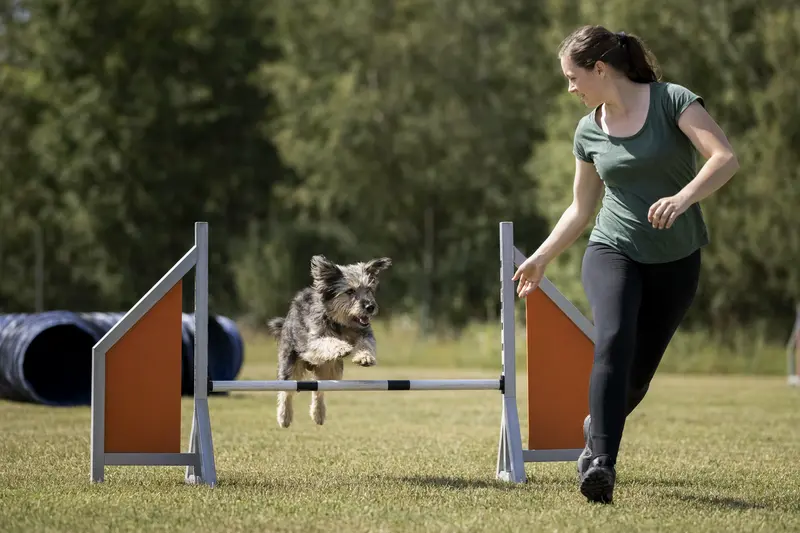 Ein aktiver Kongo-Terrier springt mit seinem Besitzer über eine kleine Trainingshürde auf dem Hundeplatz.