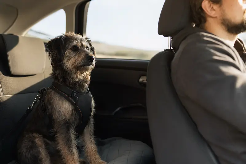 Ein Kongo-Terrier sitzt sicher angeschnallt auf der Rückbank eines Autos, während die Sonne durch das Fenster strahlt.