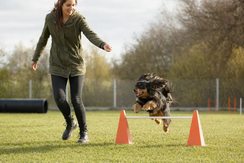 Ein Kontinentaler Zwergspaniel trainiert mit seinem Besitzer über eine kleine Trainingshürde auf dem Hundeplatz.