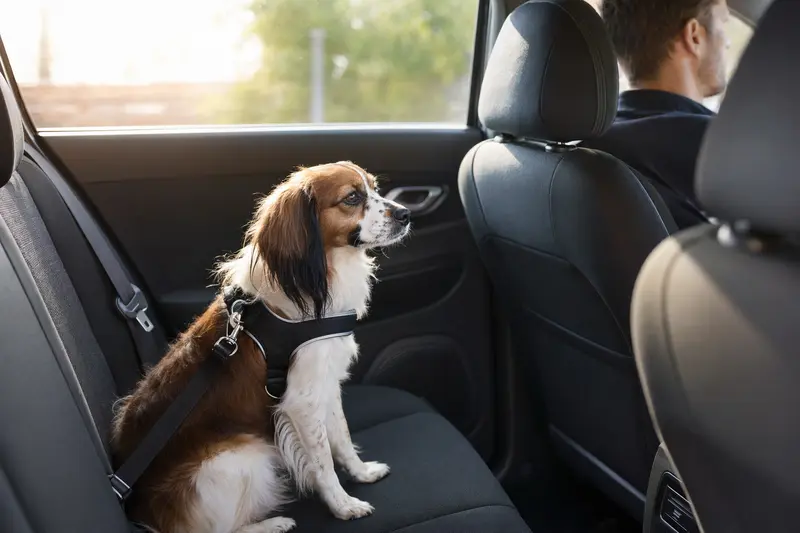 Ein Kontinentaler Zwergspaniel Hund, der sicher angeschnallt auf der Rückbank eines Autos sitzt und von seinem Besitzer gefahren wird.