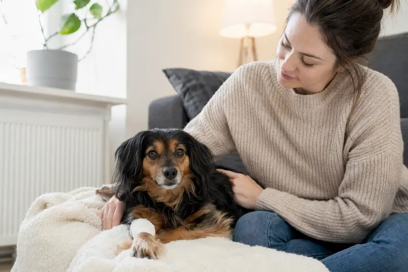 Ein Kontinentaler Zwergspaniel mit Verband an der Pfote liegt entspannt auf einer Decke, während sein Besitzer neben ihm sitzt und erleichtert aussieht.