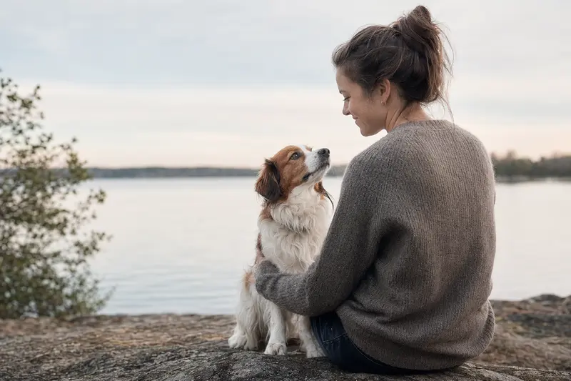 Ein aufmerksamer Kooikerhondje Hund steht in natürlicher Haltung vor hellem Hintergrund.