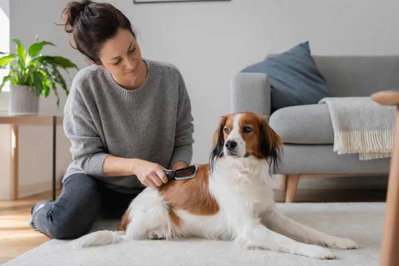 Ein Kooikerhondje wird in einer hellen Wohnung sanft gebürstet, während sein Besitzer die Fellpflege liebevoll übernimmt.