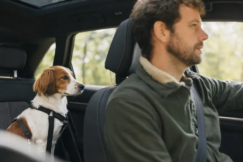 Ein Kooikerhondje sitzt sicher angeschnallt auf der Rückbank eines Autos, während sein Besitzer ruhig fährt.