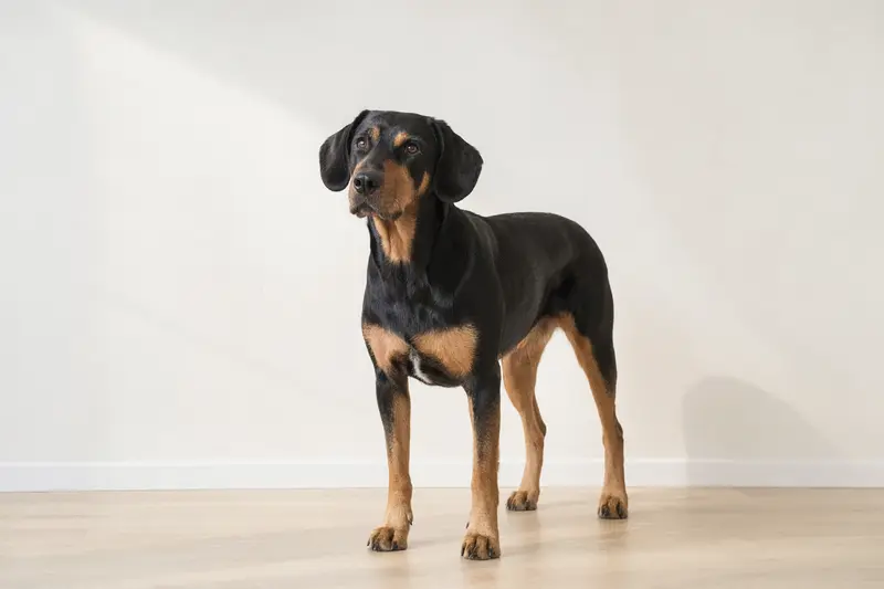 Ein aufmerksamer Kopov Hund steht in natürlicher Haltung vor hellem Hintergrund und wird als realistisches Rasseportrait gezeigt.