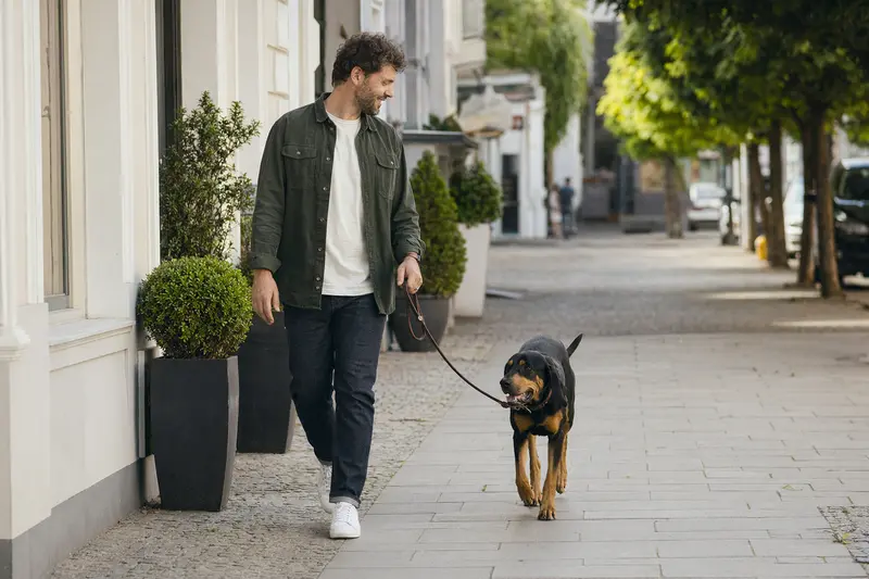 Ein Kopov Bracke Hund läuft an der Leine mit seinem Besitzer durch eine freundliche moderne Stadtstraße.