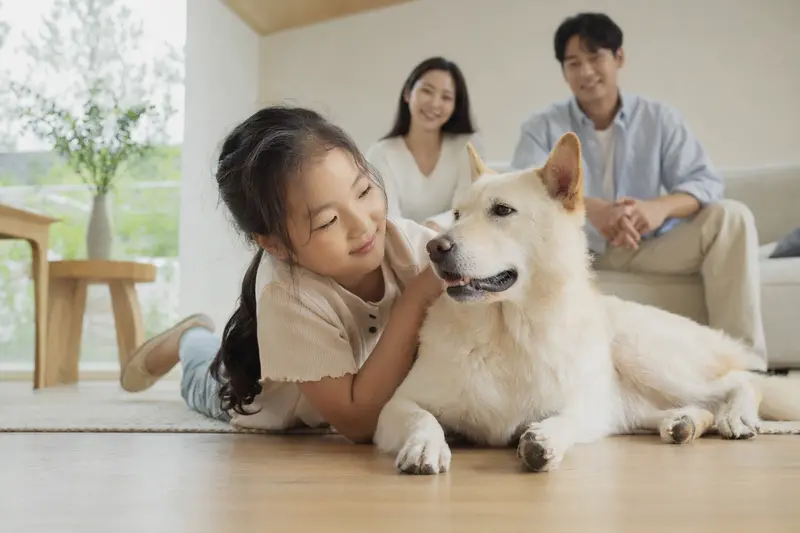 Ein Koreanischer Jindo Hund liegt entspannt neben einem Kind im Wohnzimmer, während die Eltern im Hintergrund eine sichere Familienatmosphäre ausstrahlen.