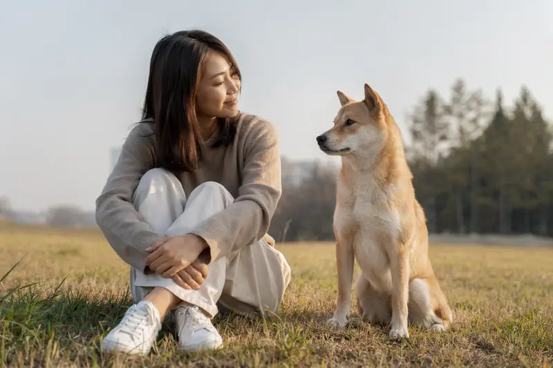 Ein Koreanischer Jindo Hund steht aufmerksam vor hellem Hintergrund in natürlicher Haltung und zeigt die typische Fellstruktur der Rasse.