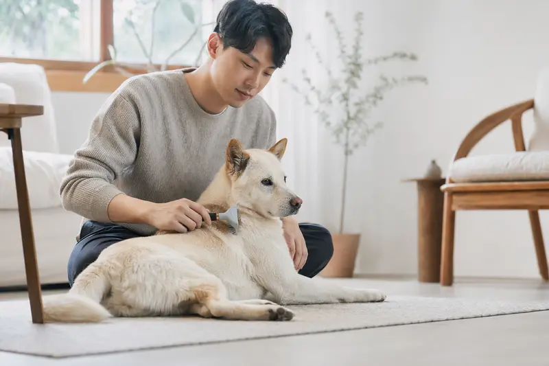 Ein Koreanischer Jindo Hund wird in einer hellen Wohnung sanft gebürstet, während sein Besitzer die Fellpflege liebevoll übernimmt.