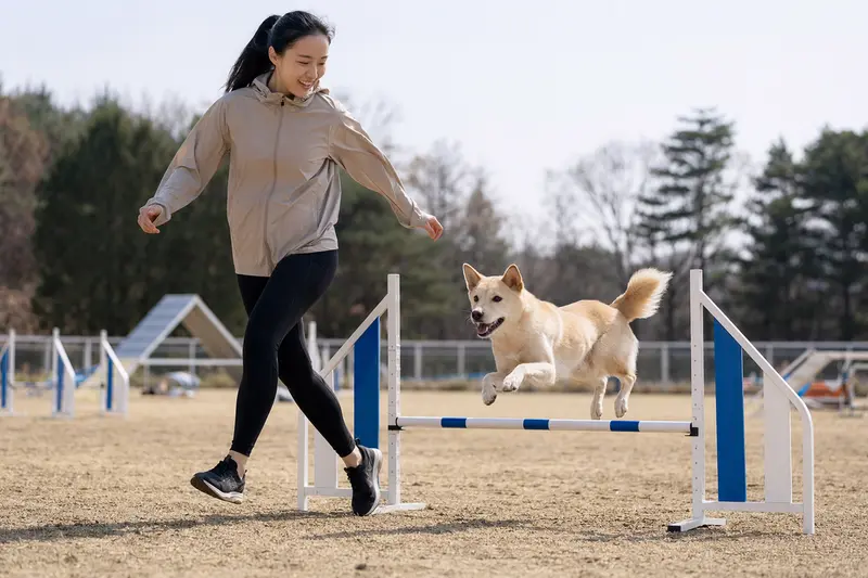 Ein Koreanischer Jindo Hund springt konzentriert über eine kleine Trainingshürde auf dem Hundeplatz, während sein Besitzer ihn begleitet.