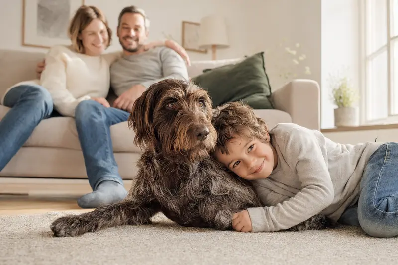 Ein freundlicher Korthals Griffon liegt entspannt neben einem Kind im Wohnzimmer, während die Eltern im Hintergrund eine sichere Familienatmosphäre schaffen.