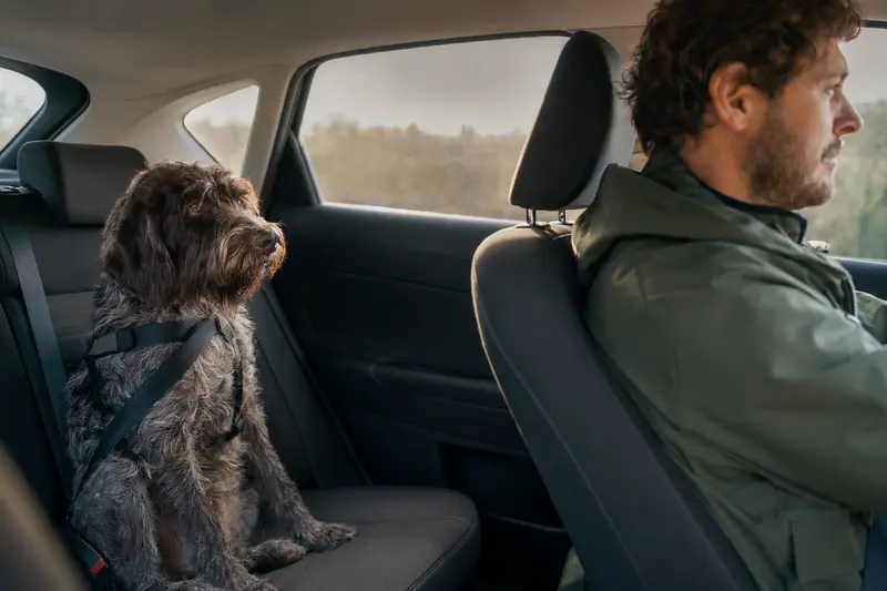 Ein Korthals Griffon Hund sitzt sicher angeschnallt auf der Rückbank eines Autos, während der Fahrer entspannt fährt.