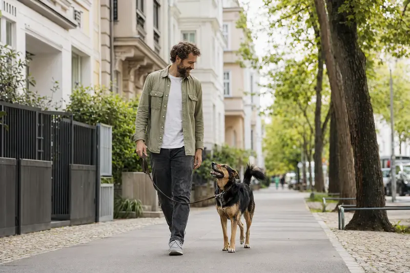 Kraski Ovcar läuft entspannt an der Leine mit seinem Besitzer durch eine moderne Stadtstraße.