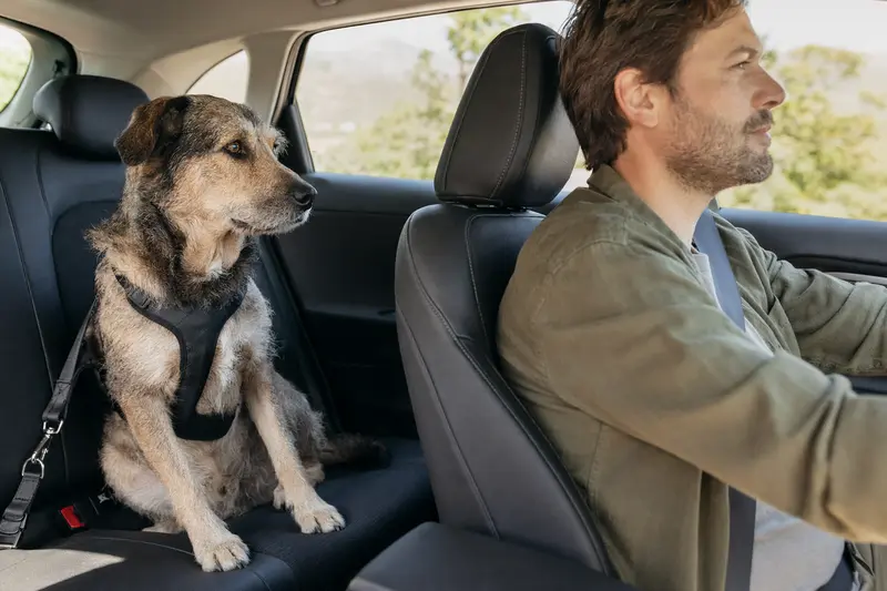 Ein Kraski Ovcar Hund sitzt sicher angeschnallt auf der Rückbank eines Autos und genießt die Fahrt mit Sonnenlicht.