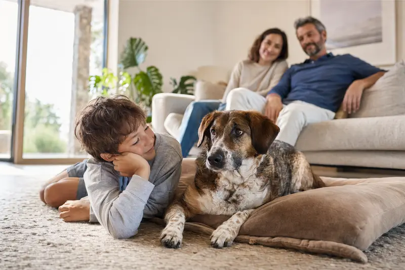 Ein Kretischer Spürhund liegt entspannt neben einem Kind im hellen Wohnzimmer, während die Eltern im Hintergrund eine sichere Familienatmosphäre schaffen.