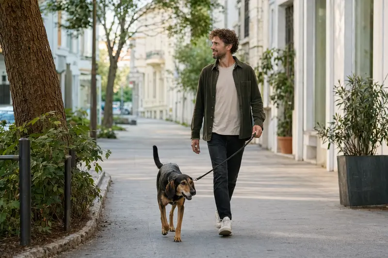 Ein Kretischer Spürhund läuft an der Leine mit seinem Besitzer entspannt durch eine moderne Stadtstraße.