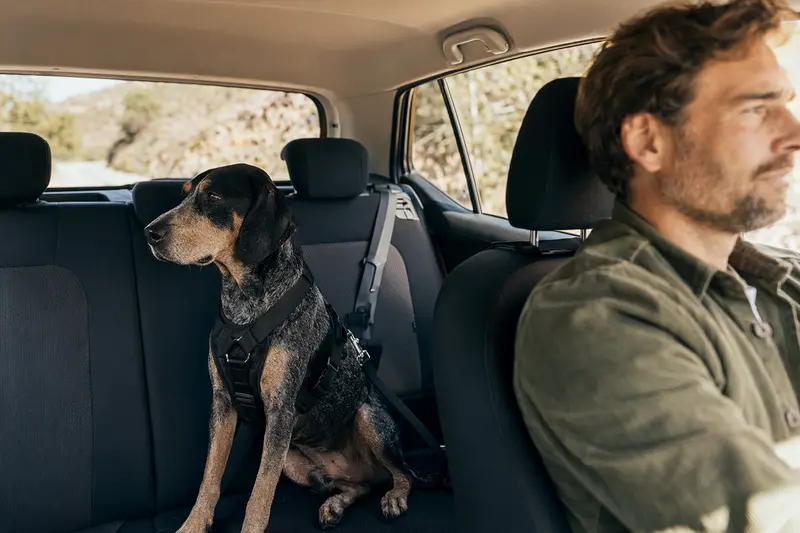 Ein Kretischer Spürhund sitzt sicher angeschnallt auf der Rückbank eines Autos und genießt die Fahrt.