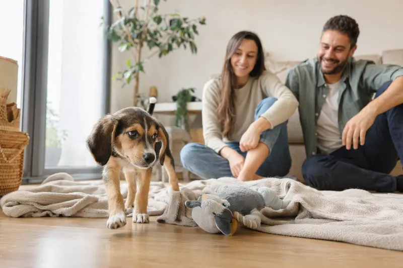 Ein junger Kretischer Spürhund Welpe erkundet neugierig sein neues Zuhause mit einer weichen Decke und Spielzeug im Hintergrund.
