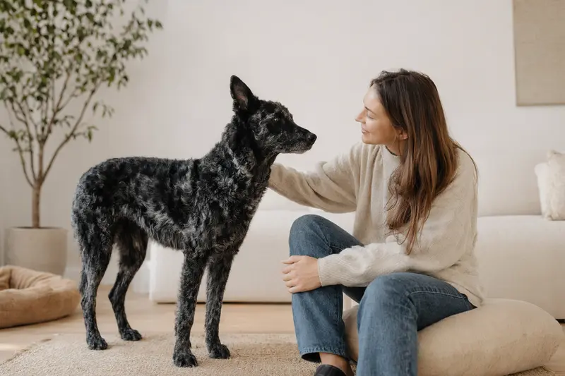 Ein aufmerksamer Kroatischer Schäferhund steht in natürlicher Haltung vor hellem Hintergrund.