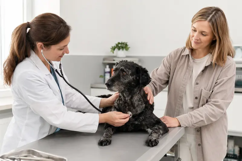 Ein ruhiger Kroatischer Schäferhund wird von einer freundlichen Tierärztin in einer modernen Tierarztpraxis mit einem Stethoskop untersucht.