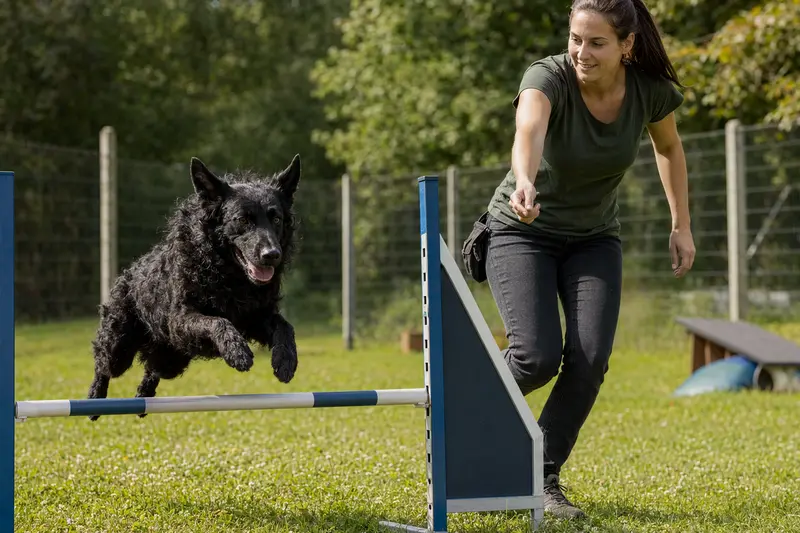 Ein Kroatischer Schäferhund trainiert mit seinem Besitzer auf einem Hundeplatz über eine kleine Hürde.