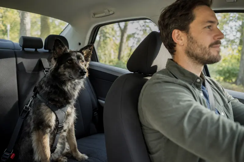 Ein Kroatischer Schäferhund ist sicher auf der Rückbank eines Autos angeschnallt und genießt die Fahrt.