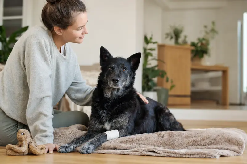 Ein Kroatischer Schäferhund mit leichtem Verband liegt entspannt neben seinem erleichterten Besitzer in einer hellen Wohnung.