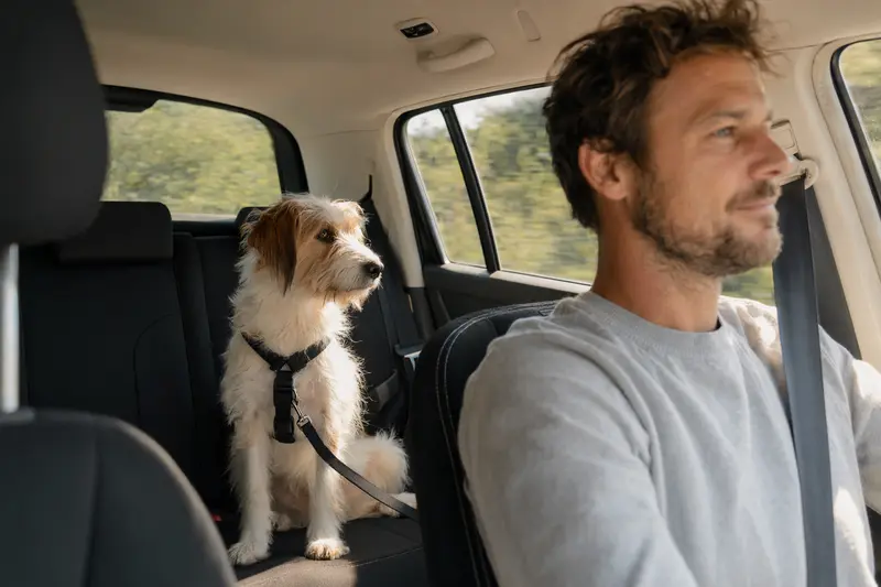 Ein Kromfohrländer Hund sitzt angeschnallt auf der Rückbank eines Autos, während sein Besitzer sicher fährt.
