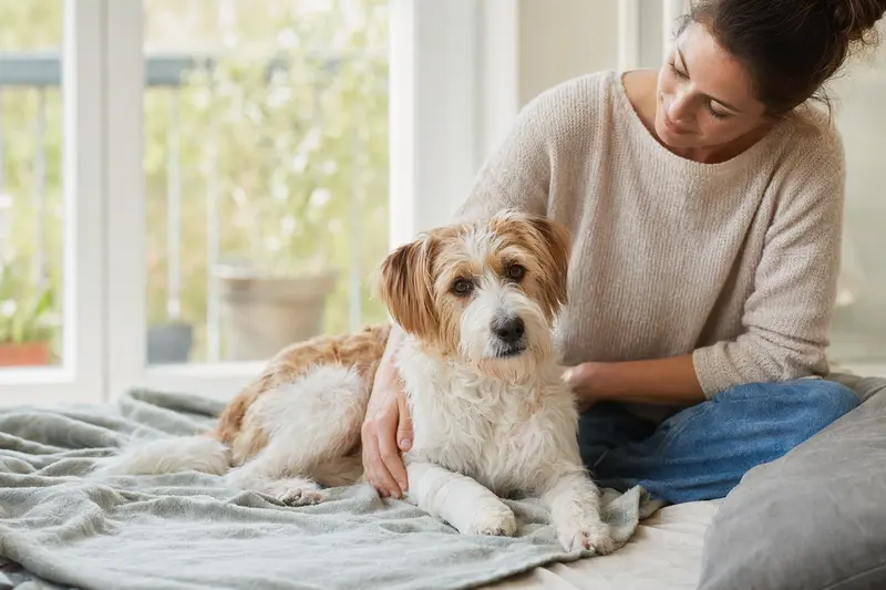 Ein Kromfohrländer Hund mit leichtem Verband an der Pfote liegt entspannt auf einer Decke, während sein Besitzer neben ihm sitzt und erleichtert wirkt.