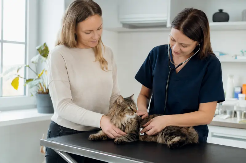 Eine Kurilen-Bobtail Katze wird sanft von einer Tierärztin mit einem Stethoskop untersucht, während der Besitzer beruhigend danebensteht.
