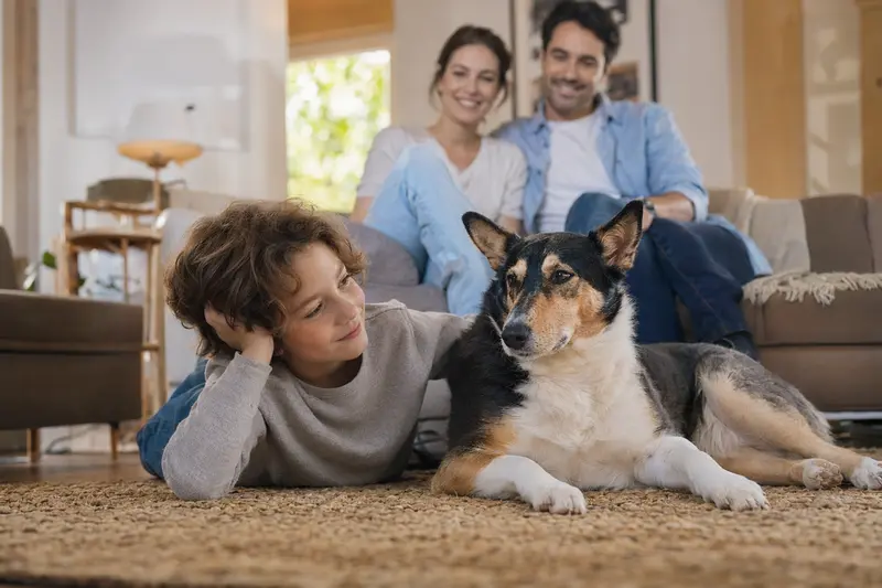 Ein freundlicher Kurzhaarcollie liegt entspannt neben einem Kind im Wohnzimmer, während die Eltern im Hintergrund eine sichere Familienatmosphäre schaffen.