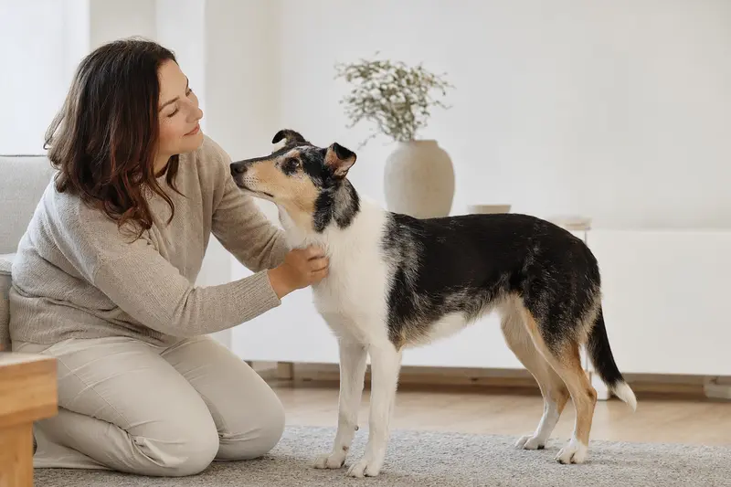 Ein aufmerksamer Kurzhaarcollie steht in natürlicher Haltung vor hellem Hintergrund und zeigt seine typische Fellstruktur im professionellen Tierportrait.